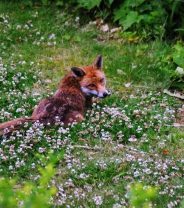 Urban foxes - could your pet cat be the next victim?
