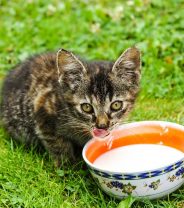 Should I give my cat cow's milk?
