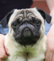 Urgent call by vet profession to stop suffering of brachycephalic dogs and cats