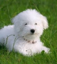 Are Bichon Frise dogs healthy?