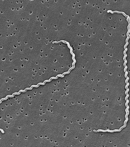 Leptospirosis – not just in dogs! 