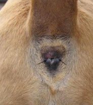 Anal Sac Removal (Sacculectomy) in Dogs