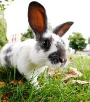 How to make a rabbit-safe garden 