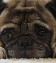Petition Update: A list of what vets can do to help brachycephalic breeds breathe more easily