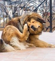 How to deal with lice in cats and dogs 