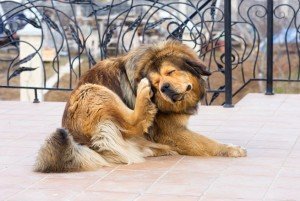 Dog scratching furiously