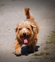 Why do dogs wag their tails?