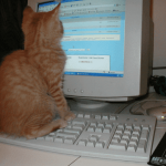 cat on computer