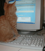 Buying a cat or kitten through social media - scams and pitfalls 