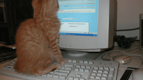 cat on computer
