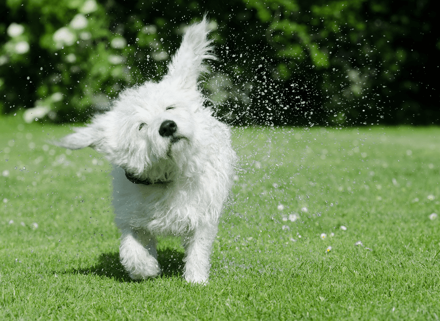 Why Do Dogs Shake Themselves When They Get Up