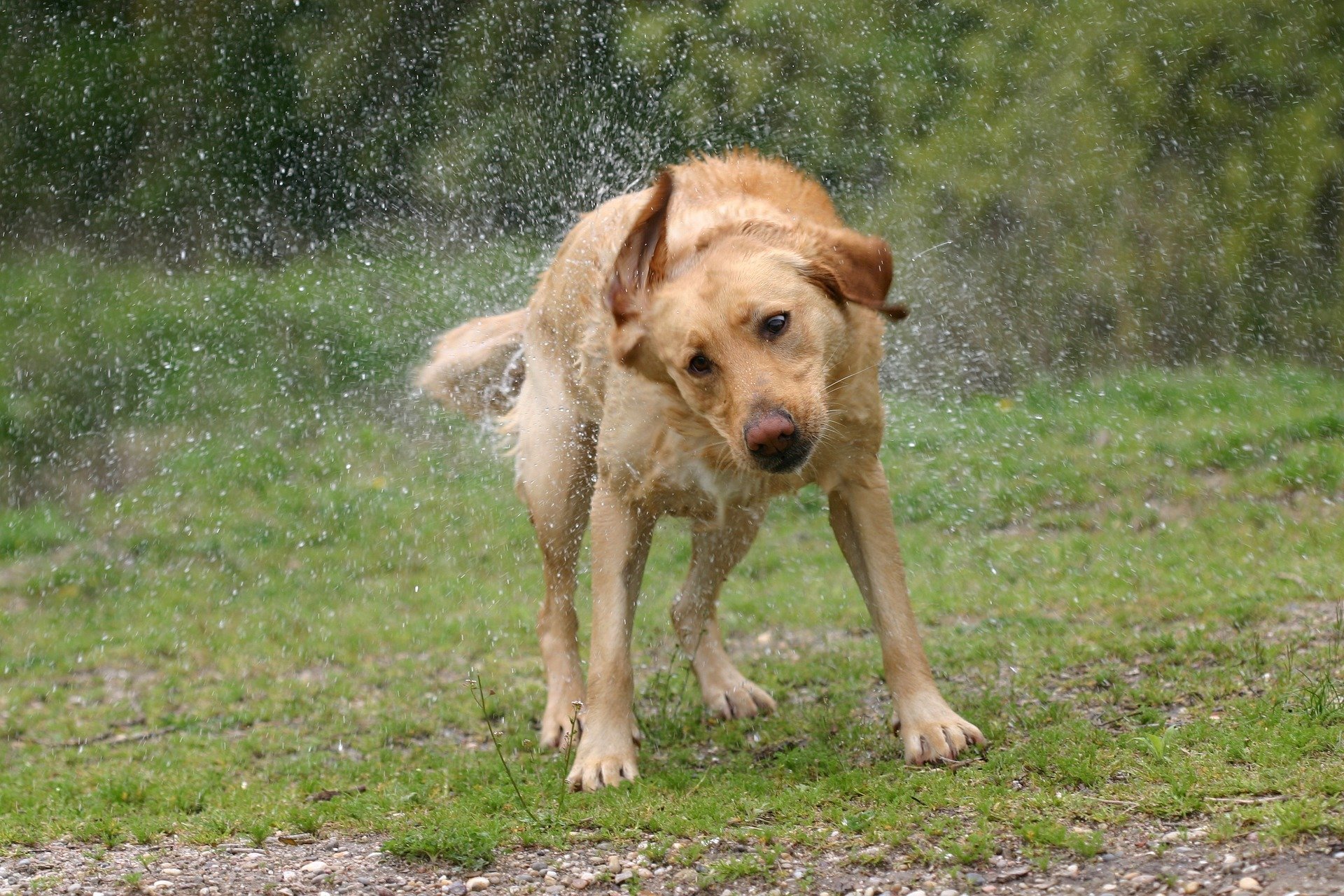 Why Do Dogs Shake When Eating