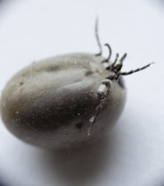 Tick Alert! Why ticks are a problem for your pet