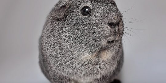 guinea pig photo