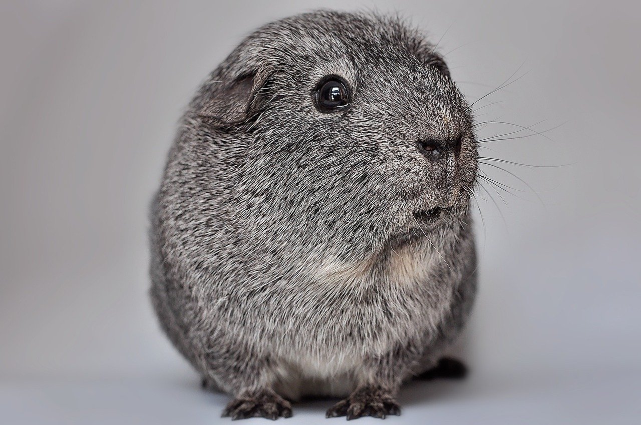 are guinea pigs related to prairie dogs
