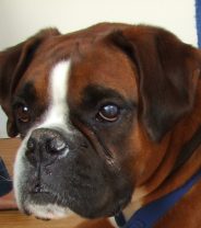 Boxers: a unique and intriguing breed of dog