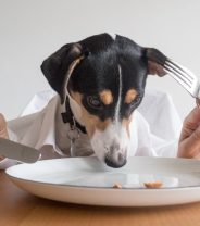 Raw meat and bones diets for dogs: are they fab or are they a fad?