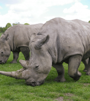5 things to think about when training rhinos (if you don’t have a rhino a dog will do just fine…)