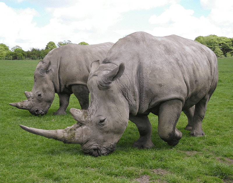 5 things to think about when training rhinos (if you don’t have a rhino