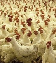 Mega farms: does our society really want animal production on this industrial scale?