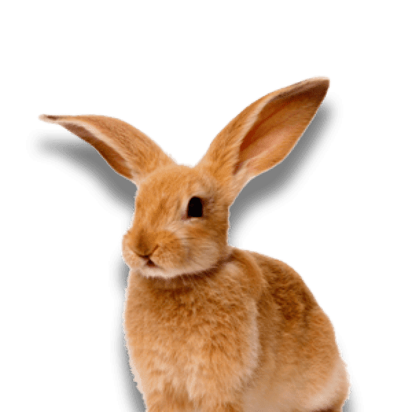 Bodybuilder Rabbit  Cute, Animals, Rabbit