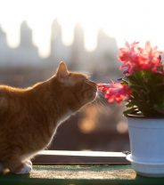 Spring into danger... poisonous flowers for cats