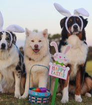 Easter Dangers - 4 pet poisons to watch out for over the holiday
