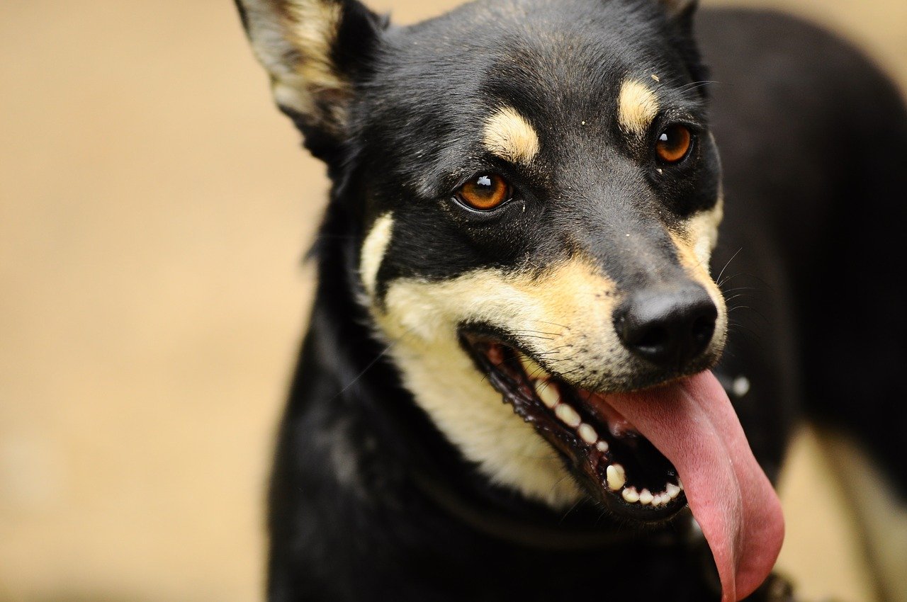 what does it mean when a dog is sweating