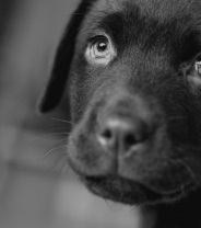 A battle has been won against puppy farms. Now what about the war?