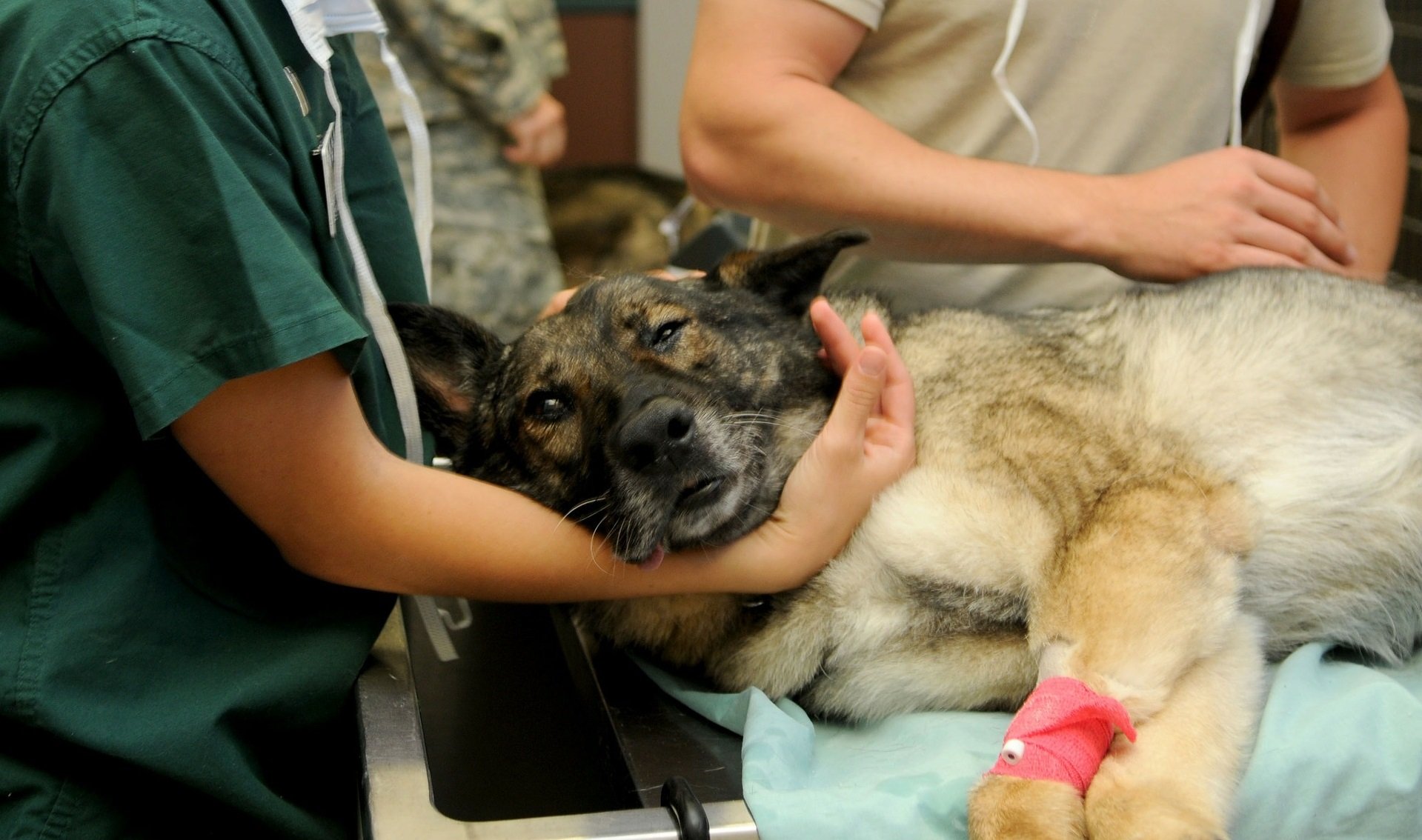 Pets “scared” when being put to sleep wake up call or fake news