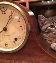 Will the clock change affect my animals?