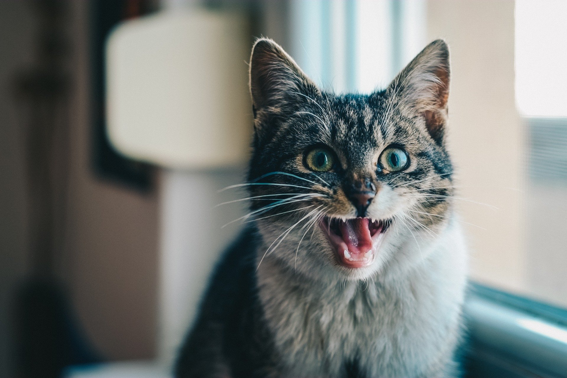 cat swollen lip and drooling