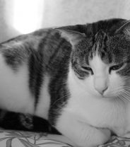 The sad cat – do cats really get depressed?
