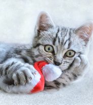 Animals at Christmas - Quiz Answers!