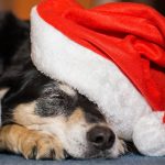 Dog asleep wearing a christmas hat
