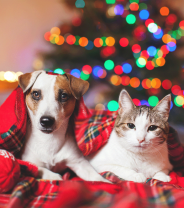 Animals at Christmas - A VetHelpDirect Festive Quiz!