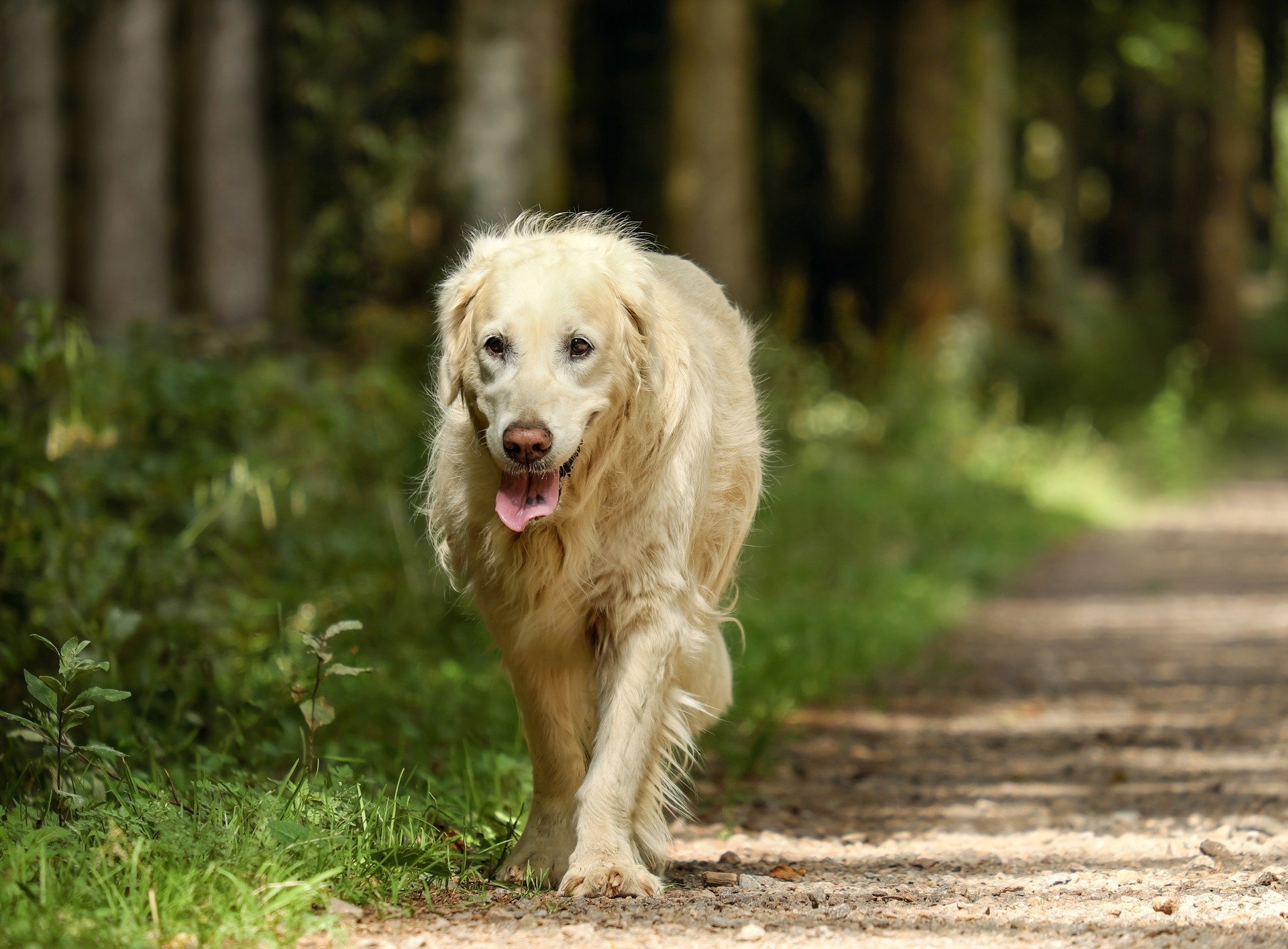 Out of breath golden retriever on a walk in woods