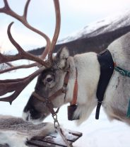 Reindeer Owners Might Face a Legal “Ban” in the UK 
