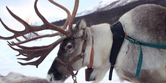 Norwegian reindeer in harness