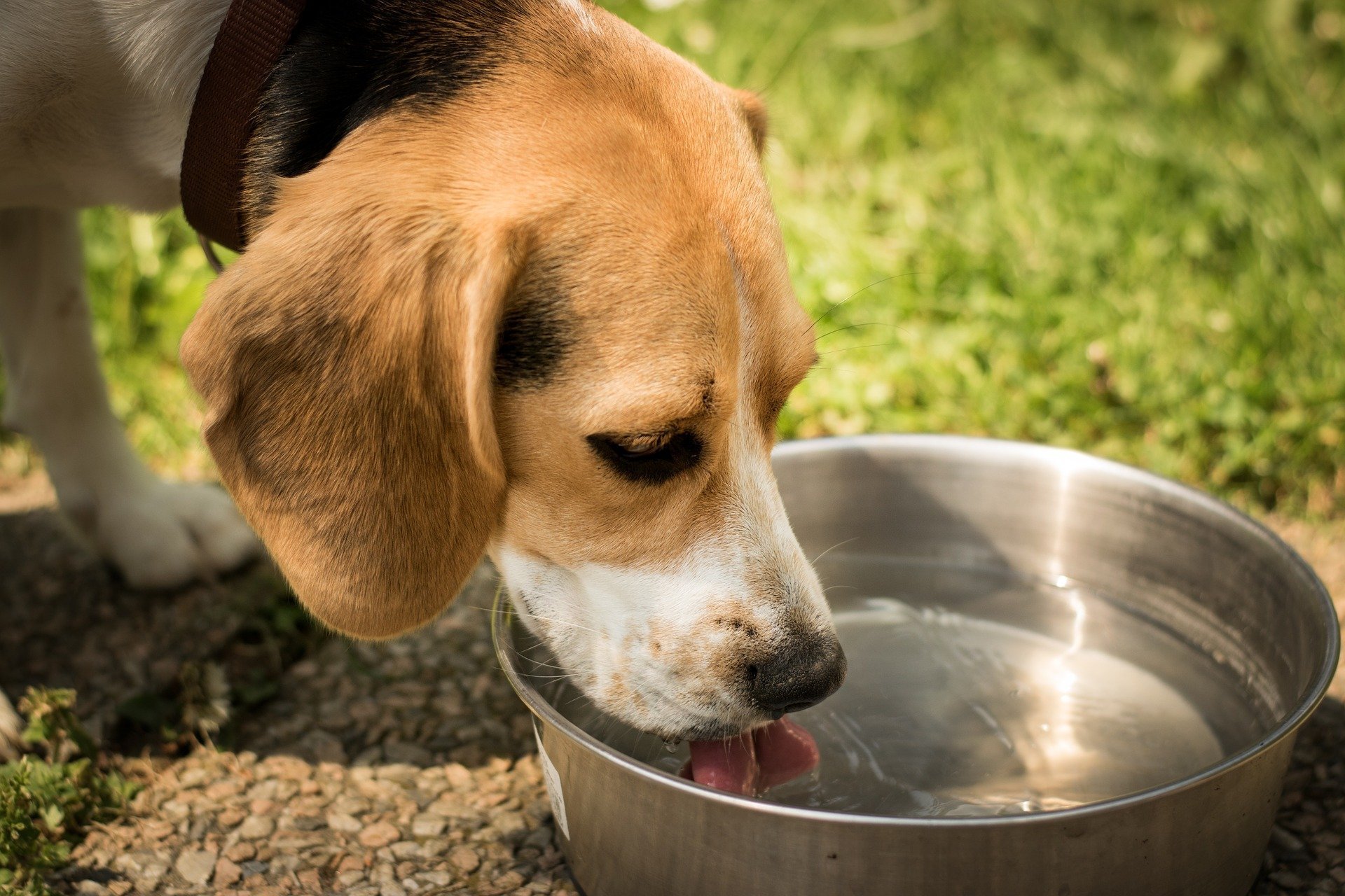 Mouthwash for best sale dogs water