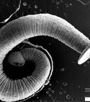 Worm Tales, part 1 - Canine Tapeworms