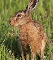 Help us Solve the Mystery of What is Killing British Hares!