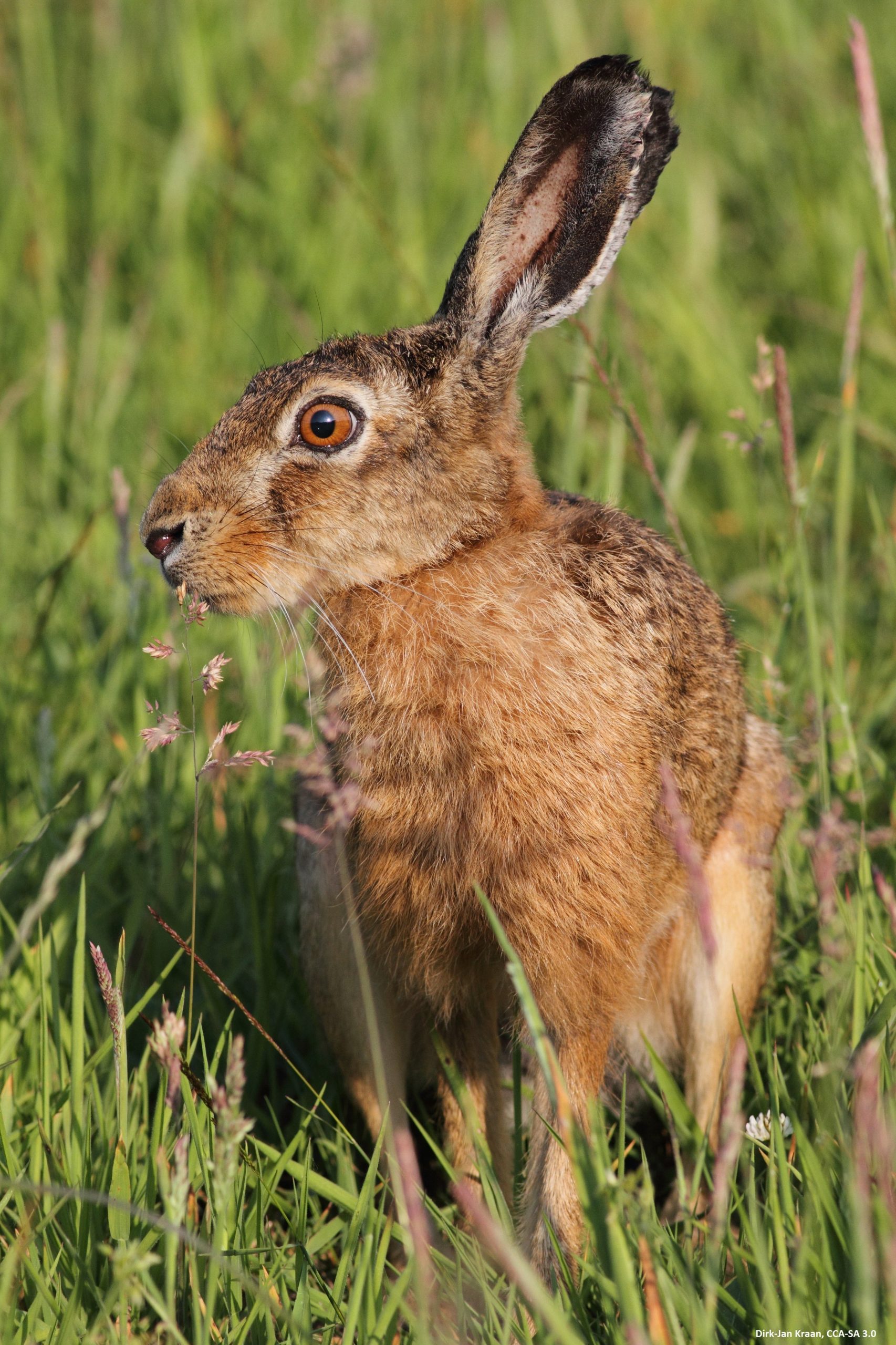 rabbit-vs-hare-the-difference-between-rabbits-and-hares