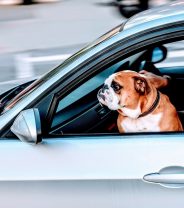 Car safety for Pets
