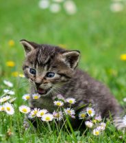 When should you be concerned about your cat sneezing?