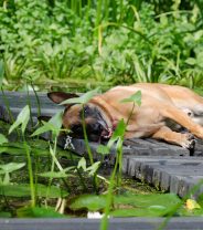 What harm is blue-green algae for dogs?