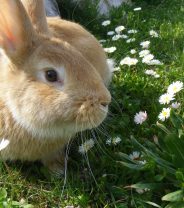 Rabbit Awareness Week 2019