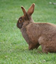 Why is my Rabbit Thumping?