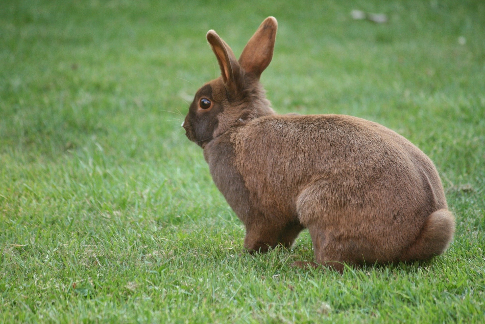 Do girl best sale bunnies hump