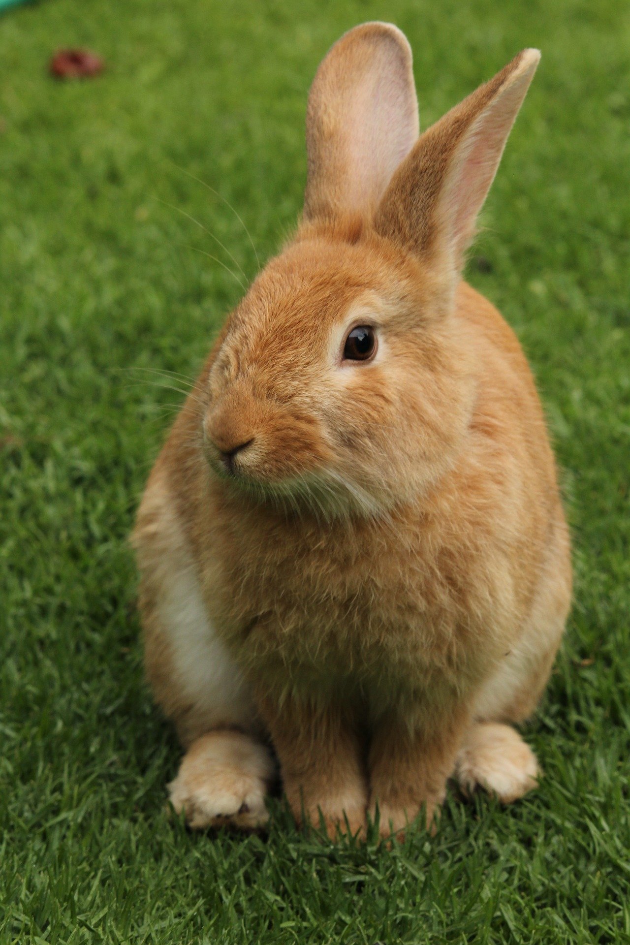 Do I need to vaccinate my bunny? - Vet Help Direct